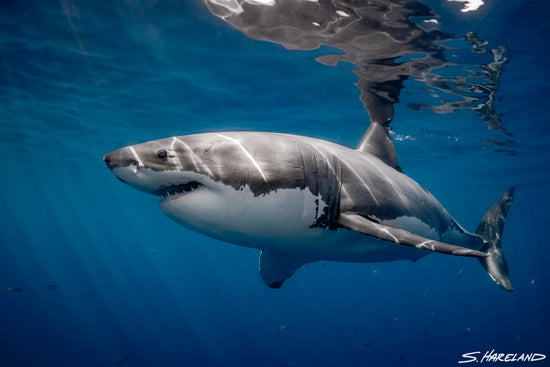 Great White Sharks, Guadalupe Mexico